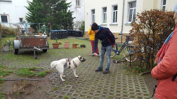 "Dein Hund ist schlecht erzogen..."-Beitrag-Bild