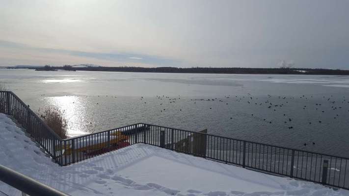 Hundeauslaufgebiet-Markkleeberger See-Bild