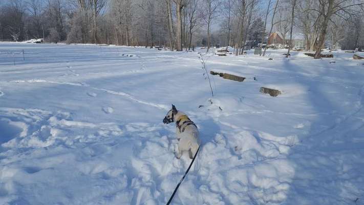 Hundeauslaufgebiet-Agrapark-Bild