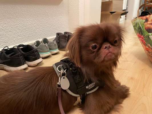 Entlaufene, Gefundene und Vermisste Hunde-Beitrag-Bild