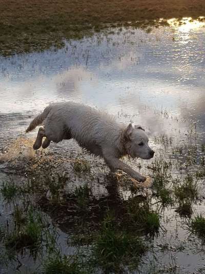 Dogorama-Monats-Challenge-Mai "Wasser"-Beitrag-Bild