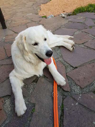 Wo sind die Golden Retriever Liebhaber?-Beitrag-Bild