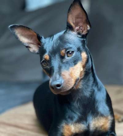 Hunde Porträt (Portrait) Galerie....-Beitrag-Bild