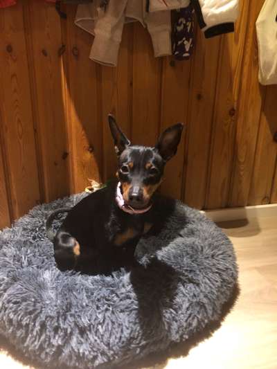 Dogorama Photo Challenge - Rund-Beitrag-Bild