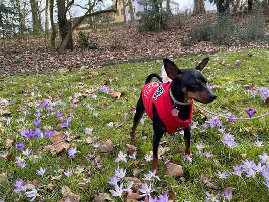 27. Collagen Challenge - Dein Hund mit Blume(n)-Beitrag-Bild