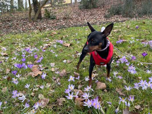 27. Collagen Challenge - Dein Hund mit Blume(n)-Beitrag-Bild