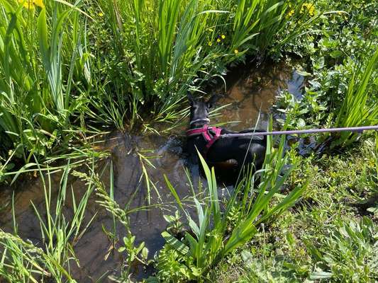 Dogorama Photo Challenge - Wasserspiele-Beitrag-Bild