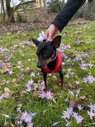 27. Collagen Challenge - Dein Hund mit Blume(n)-Beitrag-Bild