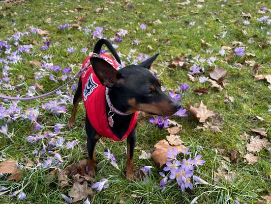 27. Collagen Challenge - Dein Hund mit Blume(n)-Beitrag-Bild