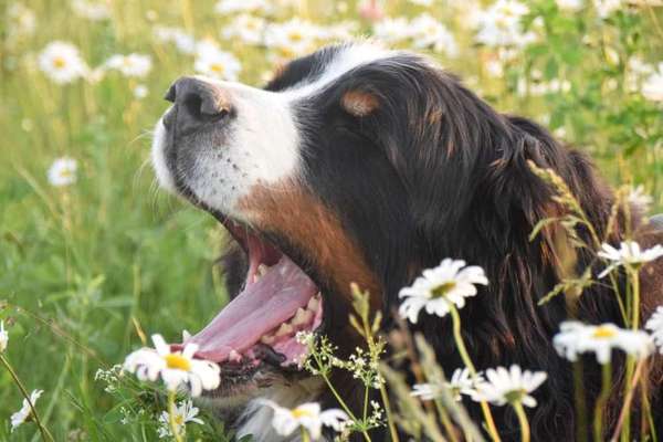 Die Dogorama Monats Challenge "Es grünt und blüht"-Beitrag-Bild