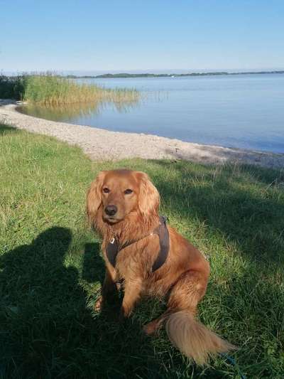 Hunde Porträt (Portrait) Galerie....-Beitrag-Bild