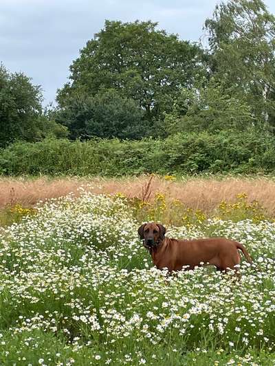 Rhodesian Ridgeback-Beitrag-Bild