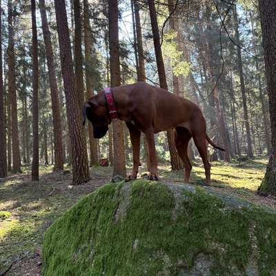 Welche Spiele macht Ihr beim Gassi mit den Hunden? Kein Training.-Beitrag-Bild