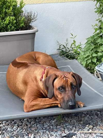 Rhodesian Ridgeback-Beitrag-Bild