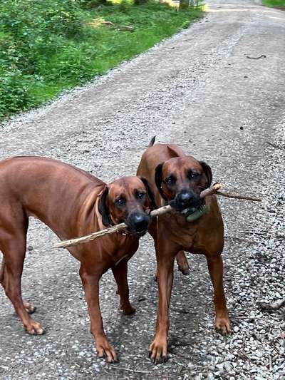 Rhodesian Ridgeback-Beitrag-Bild