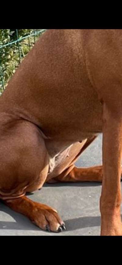 Rhodesian Ridgeback-Beitrag-Bild