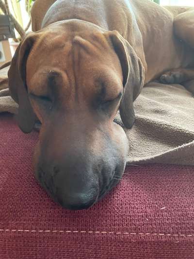 Rhodesian Ridgeback-Beitrag-Bild