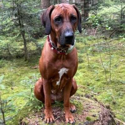 Hundetreffen-Spielrunden und Gassirunde-Bild