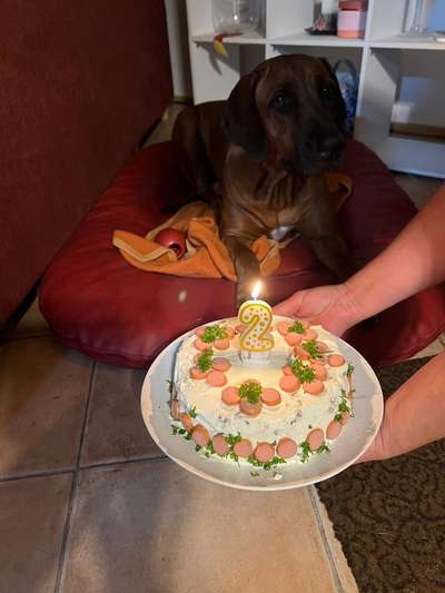 Rhodesian Ridgeback-Beitrag-Bild