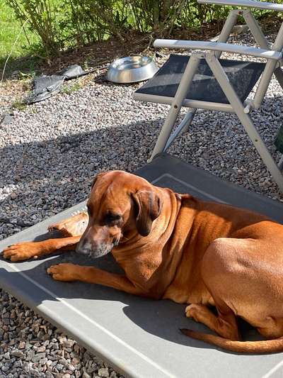 Rhodesian Ridgeback-Beitrag-Bild