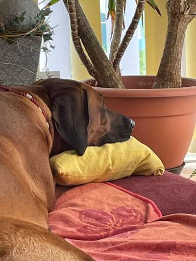 Rhodesian Ridgeback-Beitrag-Bild