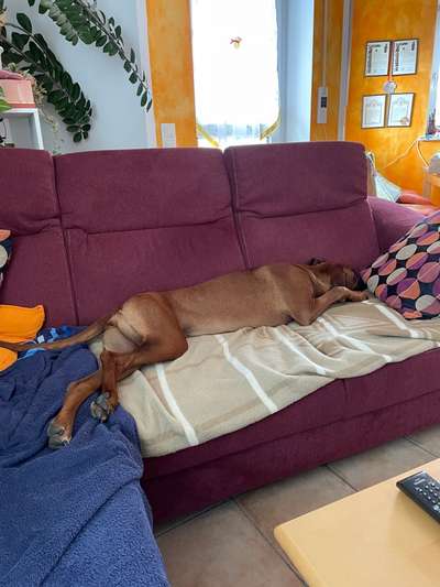 Rhodesian Ridgeback-Beitrag-Bild