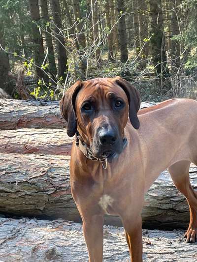Rhodesian Ridgeback-Beitrag-Bild