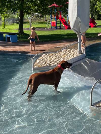 Rhodesian Ridgeback-Beitrag-Bild