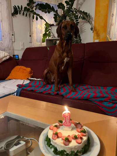 Rhodesian Ridgeback-Beitrag-Bild