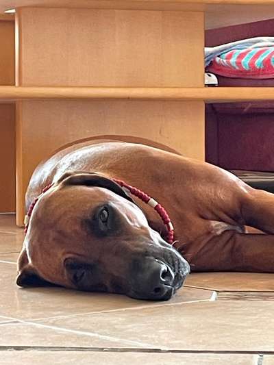 Rhodesian Ridgeback-Beitrag-Bild
