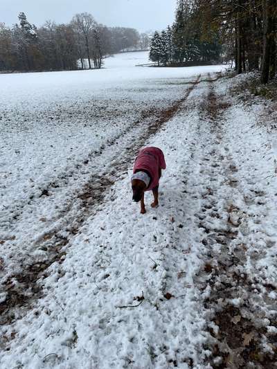 Rhodesian Ridgeback-Beitrag-Bild