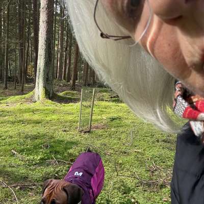 Rhodesian Ridgeback-Beitrag-Bild