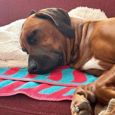 Rhodesian Ridgeback-Beitrag-Bild