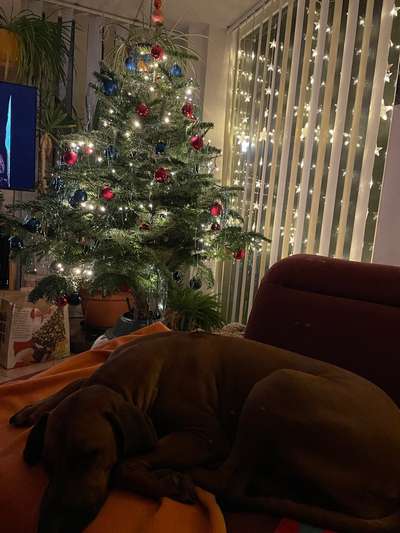 Rhodesian Ridgeback-Beitrag-Bild