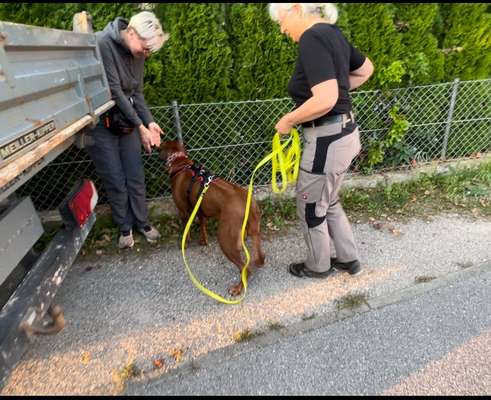 Rhodesian Ridgeback-Beitrag-Bild