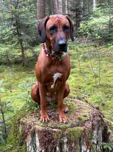 Rhodesian Ridgeback-Beitrag-Bild