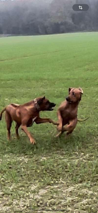 Rhodesian Ridgeback-Beitrag-Bild