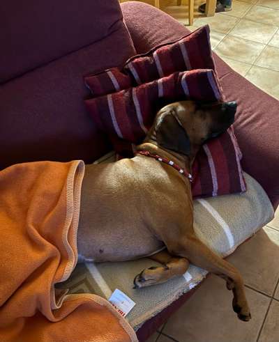 Rhodesian Ridgeback-Beitrag-Bild