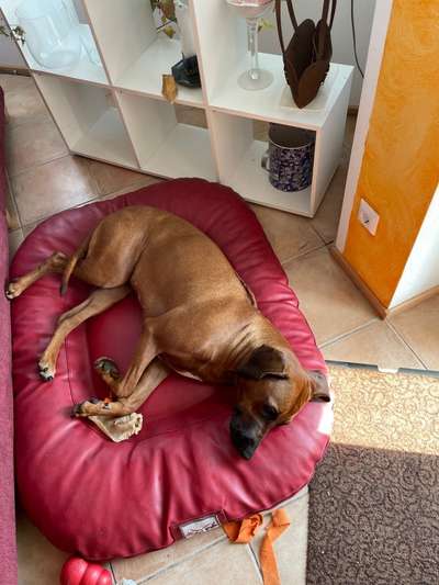 Rhodesian Ridgeback-Beitrag-Bild