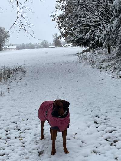 Rhodesian Ridgeback-Beitrag-Bild