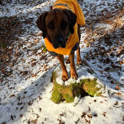 Welche Spiele macht Ihr beim Gassi mit den Hunden? Kein Training.-Beitrag-Bild