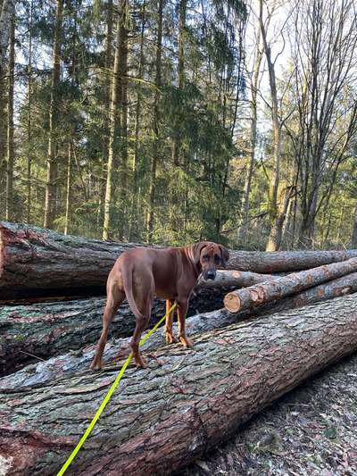 Rhodesian Ridgeback-Beitrag-Bild