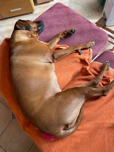 Rhodesian Ridgeback-Beitrag-Bild