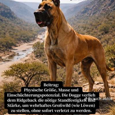 Rhodesian Ridgeback-Beitrag-Bild