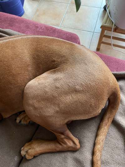 Rhodesian Ridgeback-Beitrag-Bild