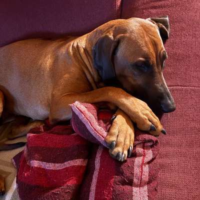 Rhodesian Ridgeback-Beitrag-Bild