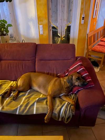 Rhodesian Ridgeback-Beitrag-Bild