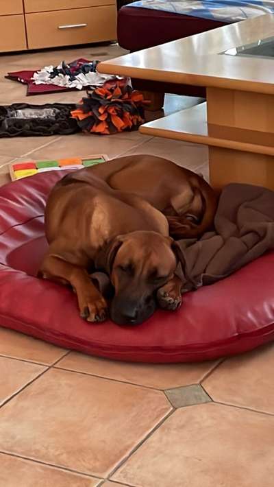 Rhodesian Ridgeback-Beitrag-Bild