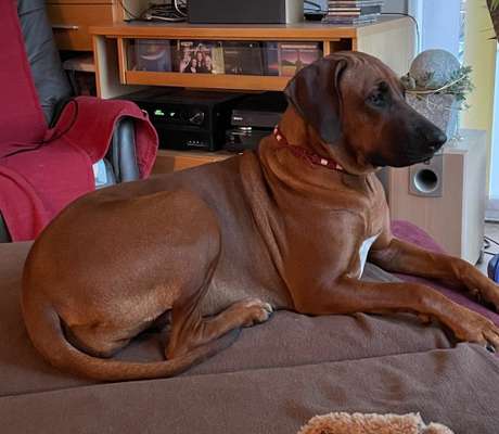 Rhodesian Ridgeback-Beitrag-Bild
