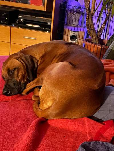 Rhodesian Ridgeback-Beitrag-Bild